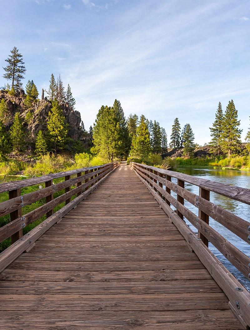 Wooden footbridge leading through scenic forest with pine trees under blue sky